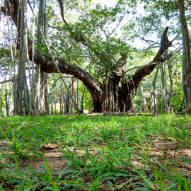 5 Wildlife sanctuaries that you must not miss when in Chennai