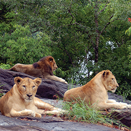 Neyyar wildlife sanctuary